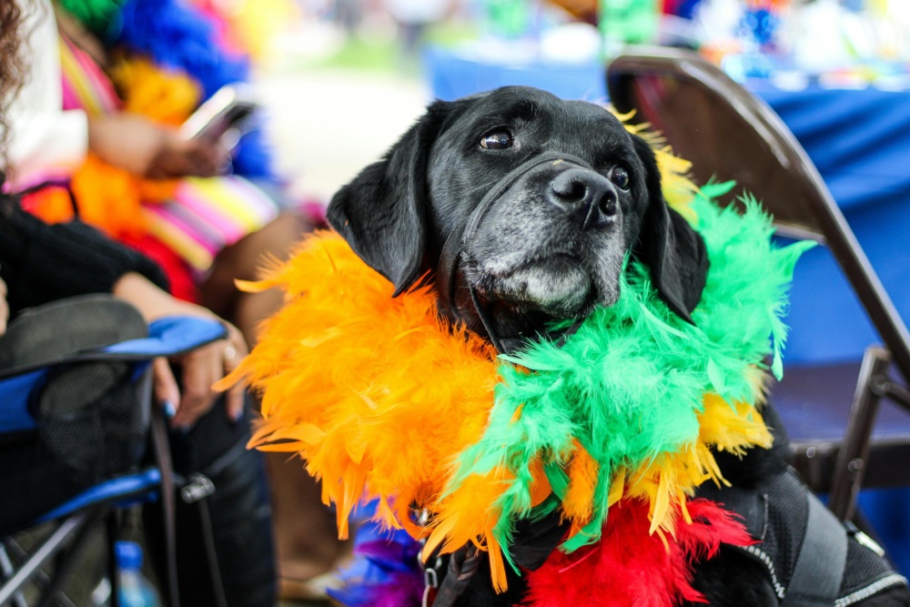 Photo of a black dog wearing a rainbow fur boa